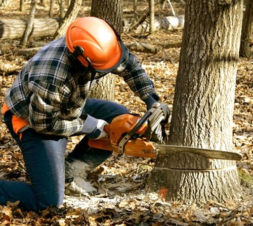 Tree Removal in Farmington, IL